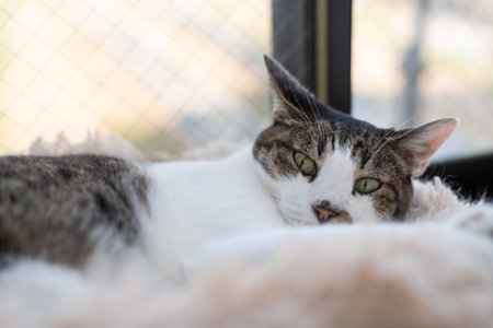 Cat relaxing by the window