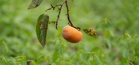 Ripe persimmon fruit