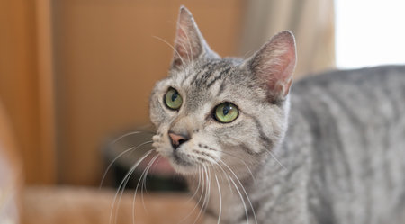 A cute cat gazing with beautiful eyesの写真素材