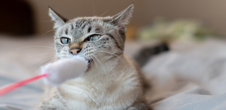 Cute cat playing with a toyの写真素材