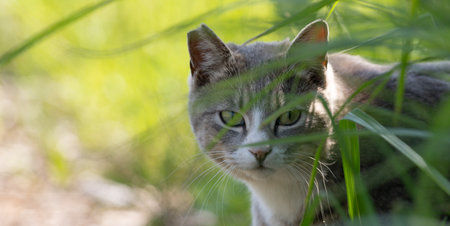 Cute cat peeking out from the grassの写真素材