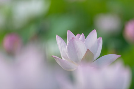Beautiful lotus flowerの写真素材