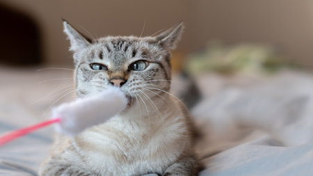 Cute cat playing with a toy