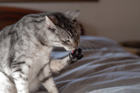 Cute cat groomingの写真素材