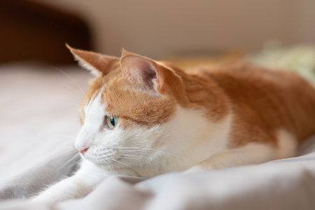 The cat's gaze is curious
