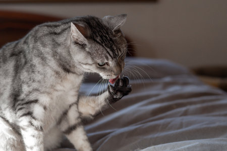 Cute cat groomingの写真素材