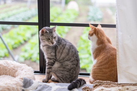 Two cute cats looking out the windowの写真素材