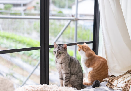 Two cute cats looking out the windowの写真素材