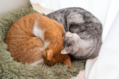 Two cats sleepingの写真素材