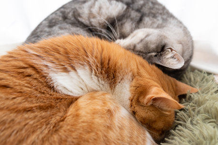 Two cats sleepingの写真素材