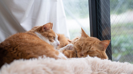 Two cute cats relaxing by the windowの写真素材