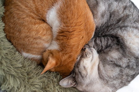 Two cats sleeping