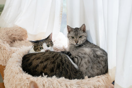 Two relaxing cats