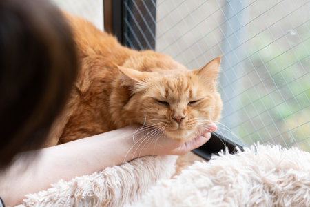 Owner stroking a cute catの写真素材