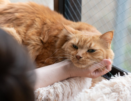 Owner stroking a cute catの写真素材