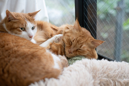 Two cute cats relaxing by the windowの写真素材