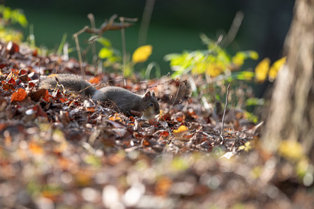 A cute Japanese squirrel living in the forestの写真素材