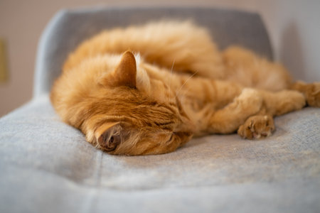 Close-up of a cute cat's sleepy faceの写真素材