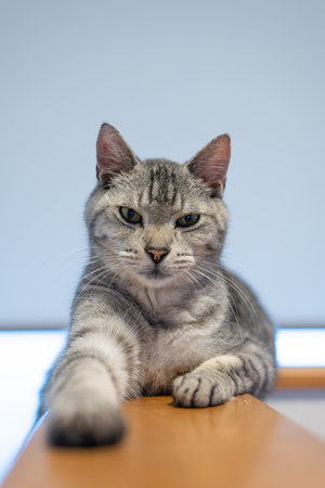 A cute cat gazing with beautiful eyes