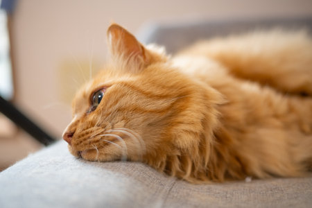 Close-up of a cute cat's sleepy faceの写真素材