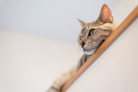 A cute cat gazing from a high placeの写真素材