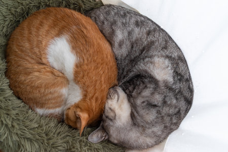 Two cats sleepingの写真素材
