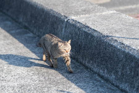 Cute cat walking on the embankmentの写真素材