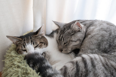Two relaxing cats