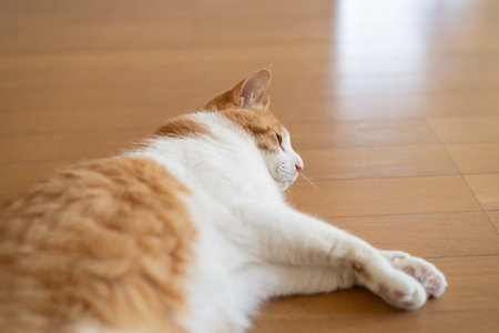 A cute cat lying on the floor and relaxingの写真素材