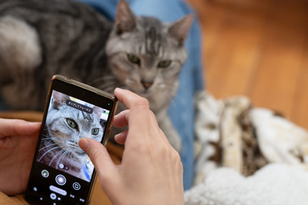 Take a cute cat photo with your smartphoneの写真素材