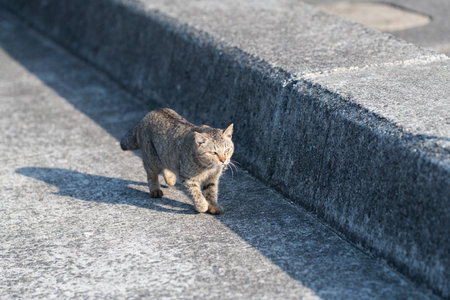 Cute cat walking on the embankmentの写真素材