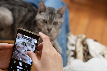 Take a cute cat photo with your smartphoneの写真素材
