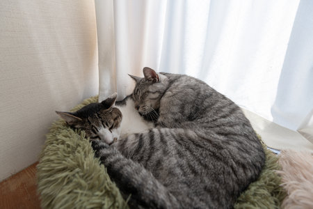 Two relaxing cats