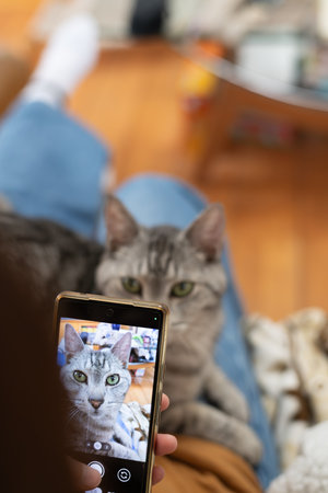 Take a cute cat photo with your smartphoneの写真素材