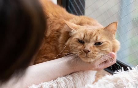Owner stroking a cute catの写真素材