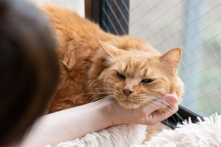 Owner stroking a cute catの写真素材