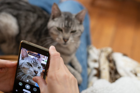 Take a cute cat photo with your smartphoneの写真素材