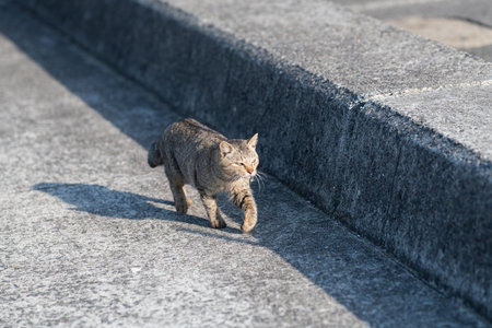 Cute cat walking on the embankmentの写真素材