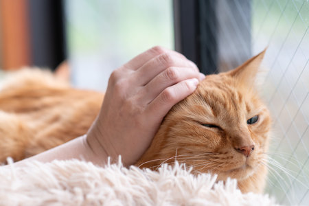 Owner stroking a cute cat