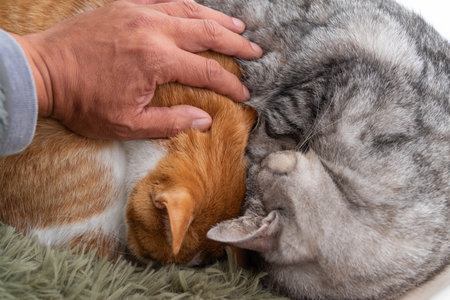 Owner stroking two cats sleeping by the windowの写真素材