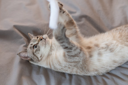 Cute cat playing on its backの写真素材