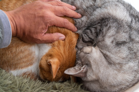 Owner stroking two cats sleepingの写真素材