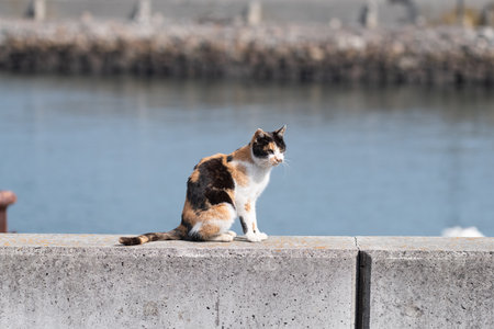 A cute calico cat sitting on the bankの写真素材