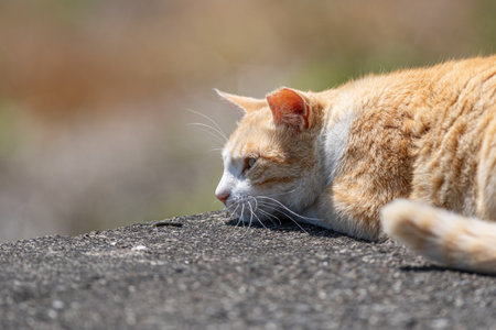 A cute cat lying down and relaxingの写真素材