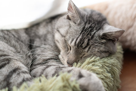 Cute cat sleeping by the windowの写真素材