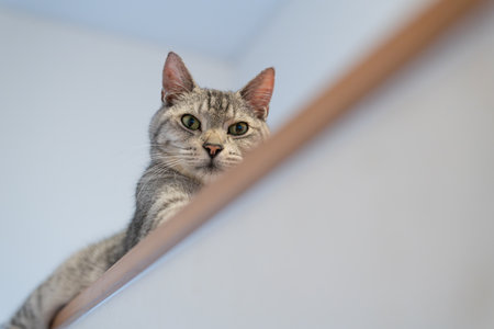 A cute cat gazing from a high placeの写真素材