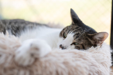 Cat relaxing by the windowの写真素材