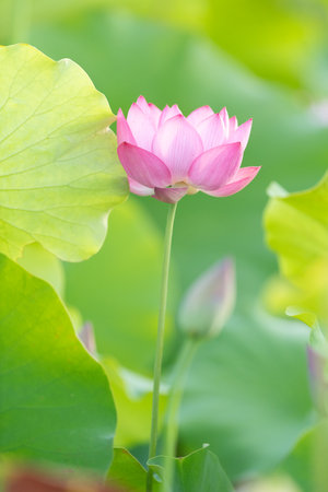 Beautiful lotus flowerの写真素材