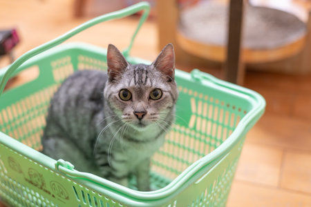 Cute cat relaxing in a basketの写真素材