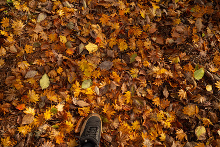 Walking through a beautiful autumn forest